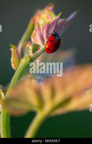 Macro di un rosso coccinella nel vigneto di vino verde foglia sfondo sfocato Foto Stock