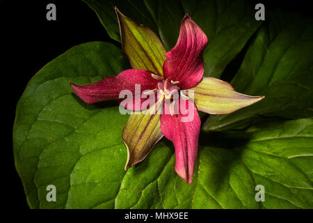 Un rosso trillium fiorisce in primavera. Foto Stock