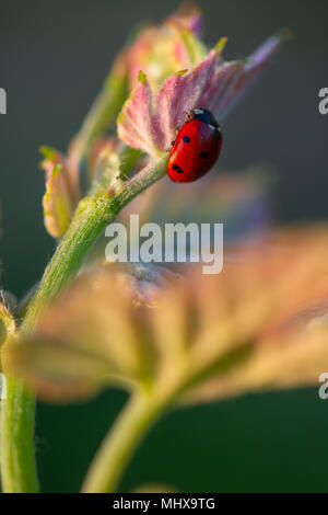 Macro di un rosso coccinella nel vigneto di vino verde foglia sfondo sfocato Foto Stock