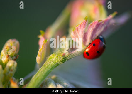 Macro di un rosso coccinella nel vigneto di vino verde foglia sfondo sfocato Foto Stock