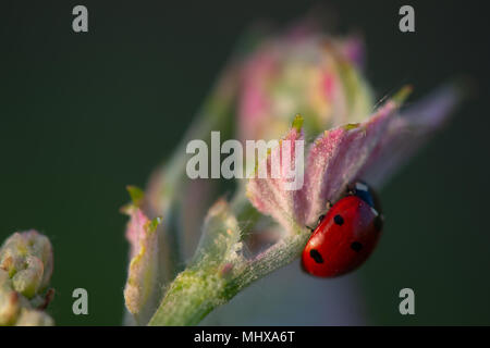 Macro di un rosso coccinella nel vigneto di vino verde foglia sfondo sfocato Foto Stock