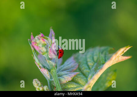 Macro di un rosso coccinella nel vigneto di vino verde foglia sfondo sfocato Foto Stock