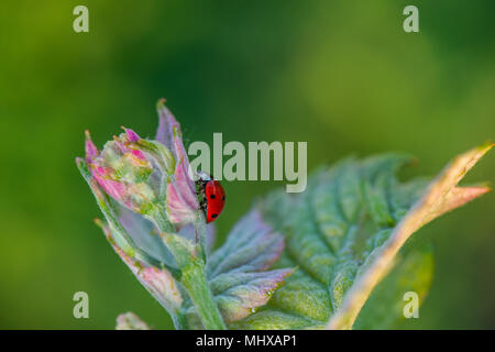 Macro di un rosso coccinella nel vigneto di vino verde foglia sfondo sfocato Foto Stock