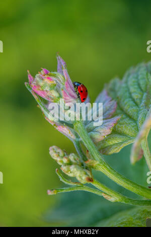 Macro di un rosso coccinella nel vigneto di vino verde foglia sfondo sfocato Foto Stock