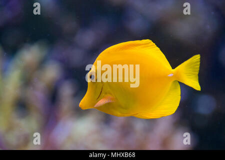 Giallo pesce chirurgo zebrasoma flavescens close up Foto Stock