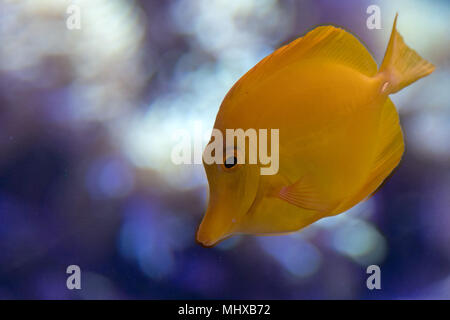 Giallo pesce chirurgo zebrasoma flavescens close up Foto Stock