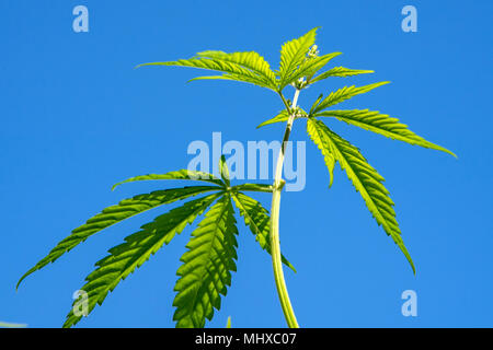 Giuridica impianto marjuana close up dettaglio Foto Stock