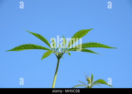 Giuridica impianto marjuana close up dettaglio Foto Stock