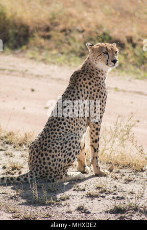 Cheetah seduta nella luce solare Foto Stock