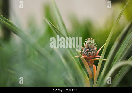 Chiudere la fotografia del fiore di ananas in serra. Foto Stock
