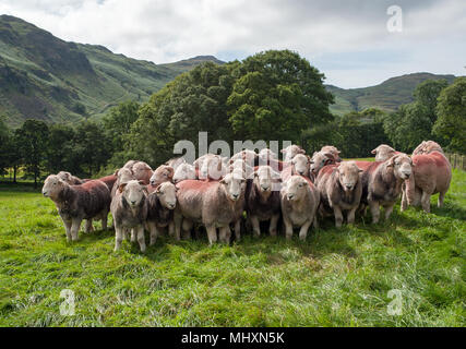 Herdwick rams in Eskdale, West Cumbria, vicino Scafell Pike, la montagna più alta d'Inghilterra, nel distretto del lago. Foto Stock