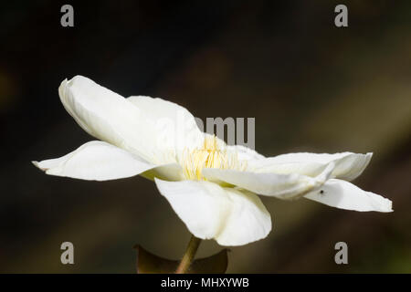 Bianco crema singolo fiore di hardy scalatore, Clematis "Guernsey Crema", una metà stagione forma di fioritura Foto Stock