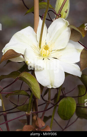 Bianco crema singolo fiore di hardy scalatore, Clematis "Guernsey Crema", una metà stagione forma di fioritura Foto Stock