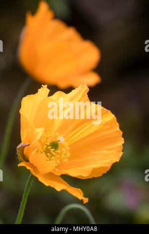 Orange unico fiore del papavero gallese, Papaver cambricum var. aurantiaca Foto Stock