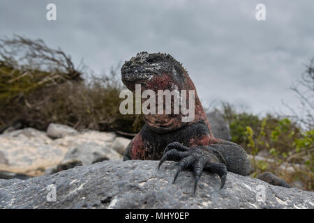 Iguana marina (Amblyrhynchus cristatus) sulle rocce costiere, Punta Suarez, all'Isola Espanola, Isole Galapagos, Ecuador Foto Stock