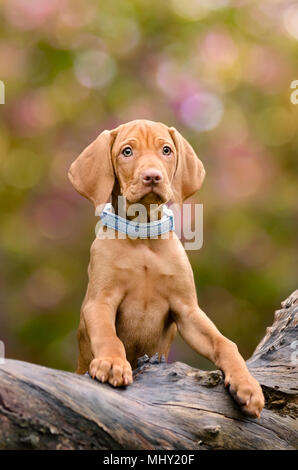 Un giovane golden-color ruggine Vizsla ungherese cane cucciolo curiosamente pendente contro un albero knobby log in un giardino Foto Stock