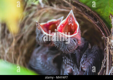 Due uccelli sono in attesa per la loro madre in Surat Thani provincia. Foto Stock