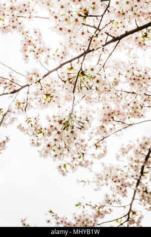 Lago Seokchonhosu Cherry Blossom Festival. Avviene tra i primi a metà aprile, quando la fioritura dei ciliegi splendidamente ricamare la città. Foto Stock
