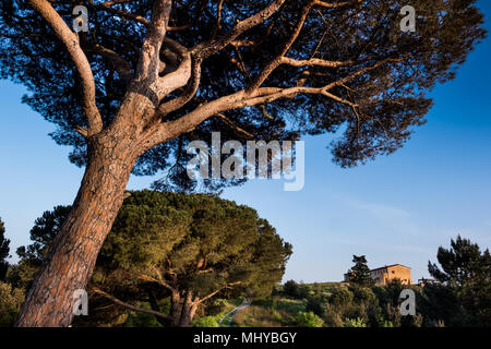 Rosignano Marittimo, TOSCANA - la pineta e la fattoria toscana visto da Poggetti trail, situato in provincia di Livorno, dalla piazza con Foto Stock