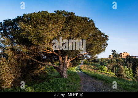 Rosignano Marittimo, TOSCANA - la pineta e la fattoria toscana visto da Poggetti trail, situato in provincia di Livorno, dalla piazza con Foto Stock