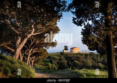 Rosignano Marittimo, TOSCANA - la pineta e la fattoria toscana visto da Poggetti trail, situato in provincia di Livorno, dalla piazza con Foto Stock