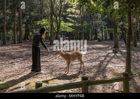 Donna alimentazione di un daino a Nara parco naturale, Giappone Foto Stock