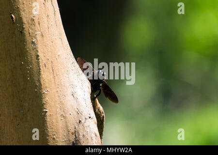 Violetta carpenter picchi di bee fuori da dietro la struttura ad albero (Xylocopa violacea) Foto Stock