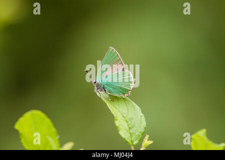 Green Hairstreak butterfly Callophrys rubi nella campagna inglese nel Cheshire England Regno Unito Foto Stock