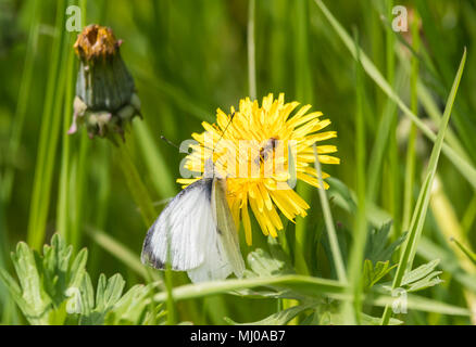 Bianco Green-Veined butterfly (Sarcococca napi) su un comune tarassaco (Taraxacum officinale) fiore testa nella tarda primavera nel West Sussex, in Inghilterra, Regno Unito. Foto Stock