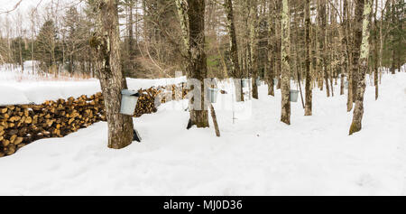 Alluminio rivestito benne appendere su alberi di acero la raccolta di SAP per rendere lo sciroppo di acero con legno impilati in righe per essere bruciato durante la bollitura di SAP Foto Stock