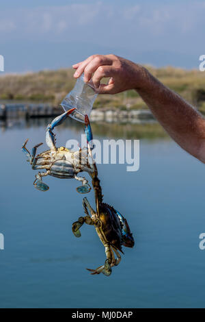 Due delle più grandi minacce alla natura. Atlantic blue granchi estranee ad una laguna di Greco, appeso un scartato una tazza di plastica. Foto Stock