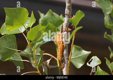 Giovane egiziano arancione grasshopper in stadio di Ninfa di solito non verde arancione mostra striscia sul occhio latino anacridium aegyptium su un pioppo in Italia Foto Stock
