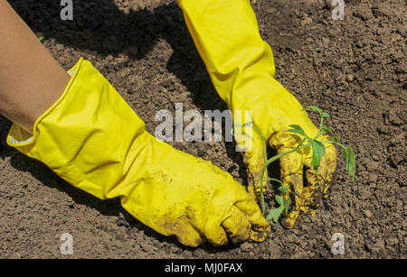 Mano umana in giallo i guanti di gomma, piantare le piantine di pomodoro in giardino Foto Stock