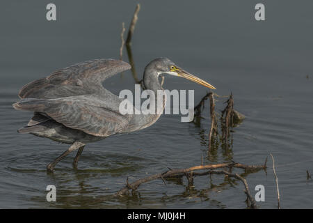 Western Reef Heron (Egretta gularis) o Western Reef Garzetta caccia. Foto Stock
