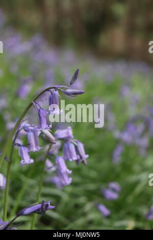 Bluebells durante l ora d'oro in Shotover country park, Oxford Foto Stock