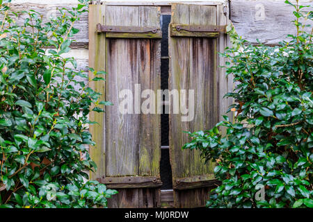 Una coppia di vecchi, solid board di persiane alle finestre, weathered e decadenti, incorniciato dal verde su entrambi i lati. Foto Stock