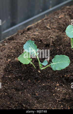 La piantagione di broccoli piantina nel terreno Foto Stock