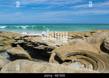 La coquina si trova al Washington Oaks Gardens state Park, Florida USA Foto Stock