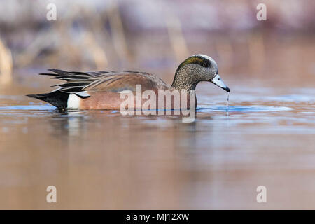 Maschio wigeon americano in primavera Foto Stock