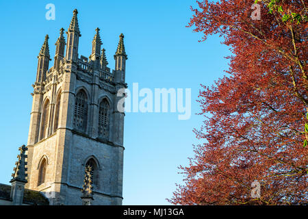 Tutti i Santi la chiesa parrocchiale e il rame faggio nella luce del sole di mattina. Churchill, Oxfordshire, Inghilterra Foto Stock