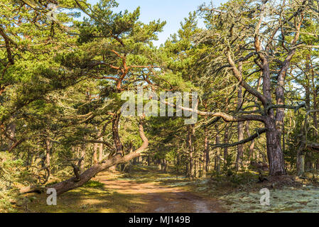 Boda costa est della riserva naturale su Oland, Svezia. Tipico paesaggio boschivo del luogo con un sacco di vecchi e nodose di pini su terreno sabbioso. Foto Stock