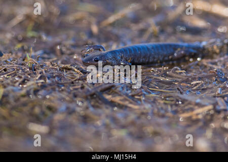 Blu-salamandra pezzata (Ambystoma laterale) Foto Stock