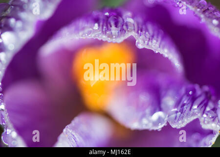 Viola crocus dettaglio Foto Stock