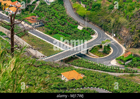 Piantagioni di banane accanto alla strada a Madeira, Portogallo Foto Stock