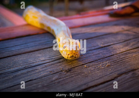 Grande giallo pitone birmano strisciare sul pavimento durante la notte Foto Stock