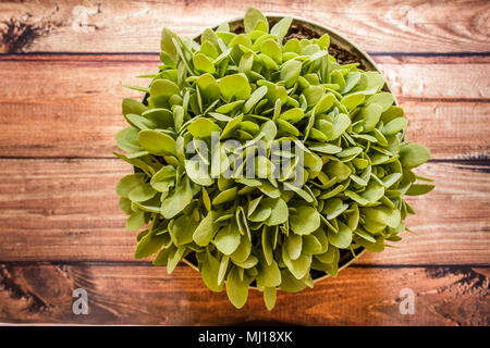 Sedum prominente (Sedum spectabile) nel vaso di fiori su sfondo di legno, close up Foto Stock