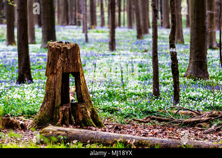 Blue Bells fiori in Hallerbos, una foresta di faggio in Belgio Foto Stock