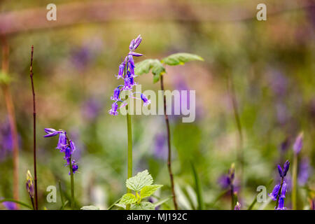 (Bluebell Hyacinthoides non scripta) fiori close-up di Hallerbos, Belgio Foto Stock