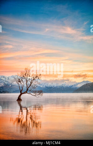 Inverno al Lago Wanaka, Otago, Nuova Zelanda, con gli uccelli sono ' appollaiati nella struttura ad albero singolo e la nebbia che salgono dal l'acqua. Foto Stock