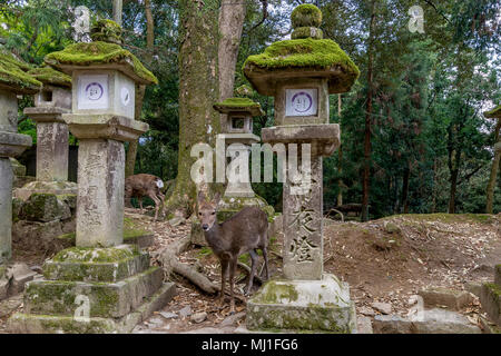 Daini e lanterne di pietra nel Santuario Kasuga di Nara, Giappone Foto Stock